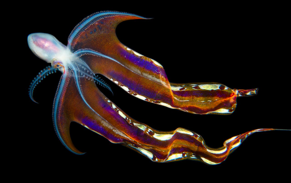 Blanket Octopus --psychedelic beauty! : Leapin' Louie - Western Comedy Show